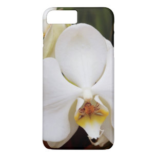 title_seo2 Orquídea Luna Blanca (Phalaenopsis Aphrodite)