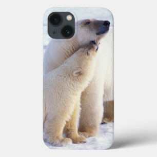 title_seo2 Osa de oso polar con cría, manada