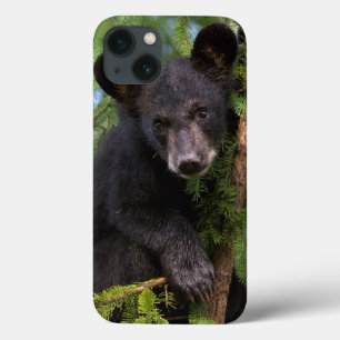 Funda Para iPhone 13 Osezno de oso negro jugando en árboles