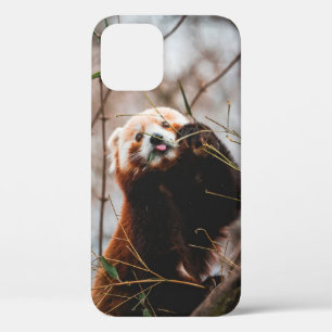 FUNDA PARA iPhone 12 OSO CUTE KOALA