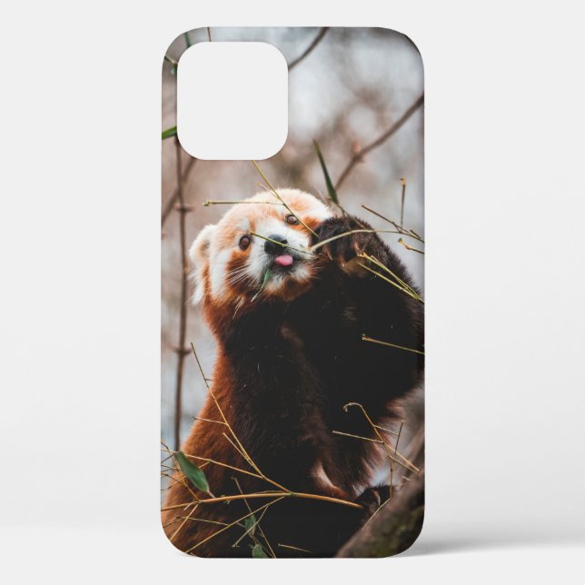 FUNDA DE Case-Mate PARA iPhone OSO CUTE KOALA (Reverso )