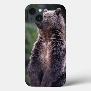 title_seo2 Oso grizzly derecho