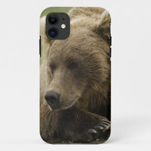 title_seo2 Oso pardo, o oso grizzly costero, Ursus