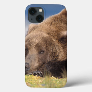 title_seo2 oso pardo, Ursus arctos, oso grizzly, Ursus 8