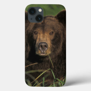 Funda Para iPhone 13 oso pardo, Ursus arctos, oso grizzly, Ursus 9