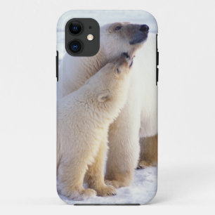 Funda Para iPhone 11 Oso polar cerda con cachorro, empaque