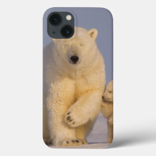 title_seo2 oso polar, maritimus del Ursus, cerda con 3 recién