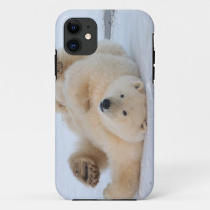 title_seo2 oso polar, Ursus maritimus, cachorro rodando 3