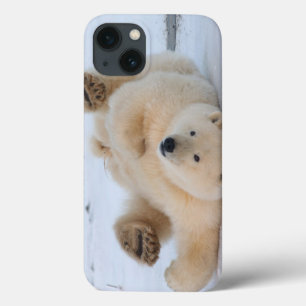 title_seo2 oso polar, Ursus maritimus, cachorro rodando 3