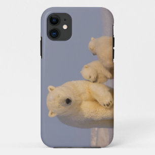 title_seo2 oso polar, Ursus maritimus, cerda con recién nacid
