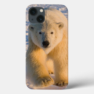 Funda Para iPhone 13 oso polar, Ursus maritimus, oso polar en hielo