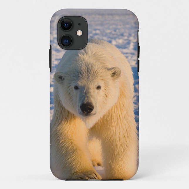 Funda De Case-Mate Para iPhone oso polar, Ursus maritimus, oso polar sobre hielo (Reverso)
