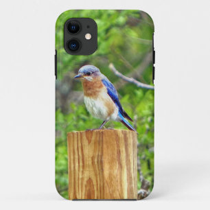 title_seo2 Pájaro azul en una valla