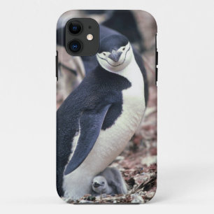 title_seo2 Pájaro pingüino animal morado agua blanca negra