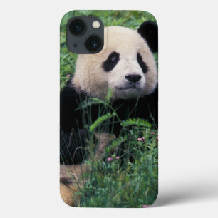 Funda Para iPhone 13 Panda gigante en la hierba, Valle de Wolong, Sichu