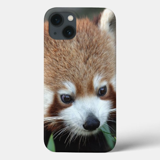 Funda De Case-Mate Para iPhone Panda rojo, Taronga Zoo, Sydney, Australia (Reverso)