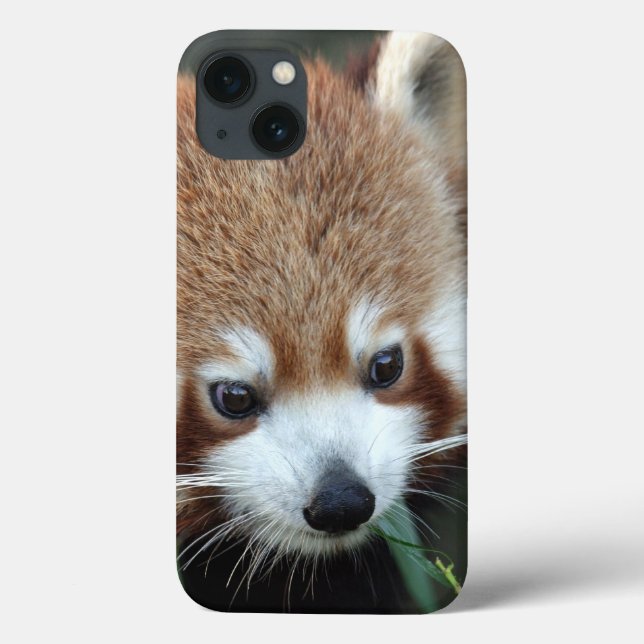 Funda De Case-Mate Para iPhone Panda rojo, Taronga Zoo, Sydney, Australia (Reverso)