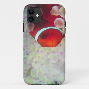 Funda Para iPhone 11 Papúa Nueva Guinea, Gran Barrera de Coral,
