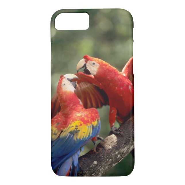 Funda De Case-Mate Para iPhone Pareja de Scarlet Macaws (Reverso)