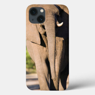 Funda Para iPhone 13 Paseos de un elefante africano (Loxodonta