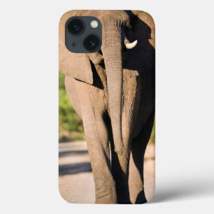Funda Para iPhone 13 Paseos de un elefante africano (Loxodonta