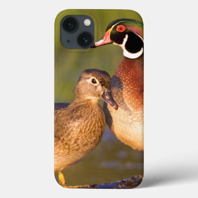 Funda De Case-Mate Para iPhone Patos de madera y hembra en humedal (Reverso)