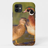 Patos joya y hembra en tronco en humedal