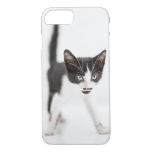 title_seo2 Pequeño gato