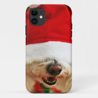 Perrito de Bichon Frise que lleva el traje de