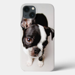 title_seo2 Perrito de Edison Boston Terrier