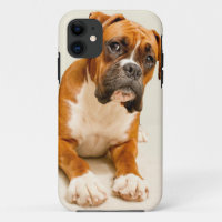 Perrito del boxeador en el contexto poner crema de