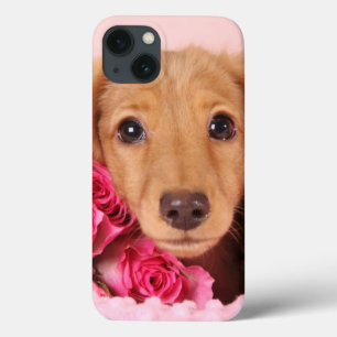 Funda Para iPhone 13 Perrito del Dachshund rodeado por los rosas