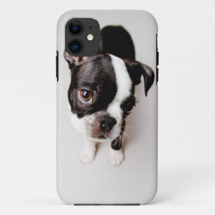 title_seo2 Perrito Edison Boston Terrier.
