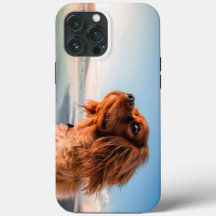 Perro Adorable Mirando con Fondo de Cielo Azul