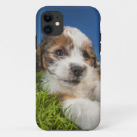 Perro cachorrito (Shitzu)