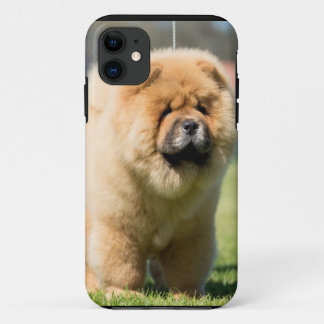 title_seo2 Perro chino de perro chino