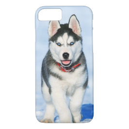 Funda Para iPhone 8/7 Perro cocido siberiano espumoso en la nieve