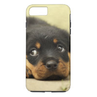 Perro de perrito de Rottweiler curioso