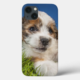 Funda Para iPhone 13 Perro de perrito lindo (Shitzu)