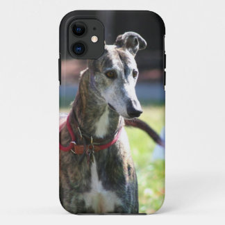 title_seo2 Perro del galgo