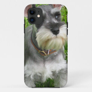 title_seo2 Perro del Schnauzer
