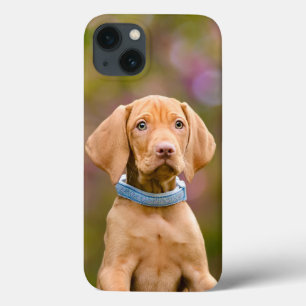 Funda Para iPhone 13 Perro húngaro de Vizsla, de pura raza, foto /