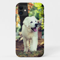 Perro, Mascota, canino
