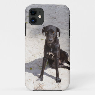 title_seo2 Perro negro con ojo malvado