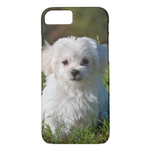 Funda Para iPhone 8/7 Perro picante maltés blanco y esponjoso
