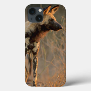 Funda Para iPhone 13 Perro salvaje africano (Lycaon Pictus), Kruger