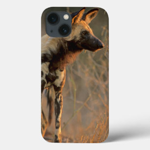 Funda Para iPhone 13 Perro Salvaje Africano (Lycaon Pictus), Kruger