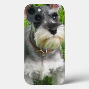 title_seo2 Perro Schnauzer