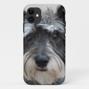 title_seo2 Perro Schnauzer