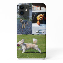 Perros Pequeños Y Bonitos